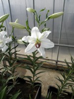 [1829 Santander 2N No02.JPG]